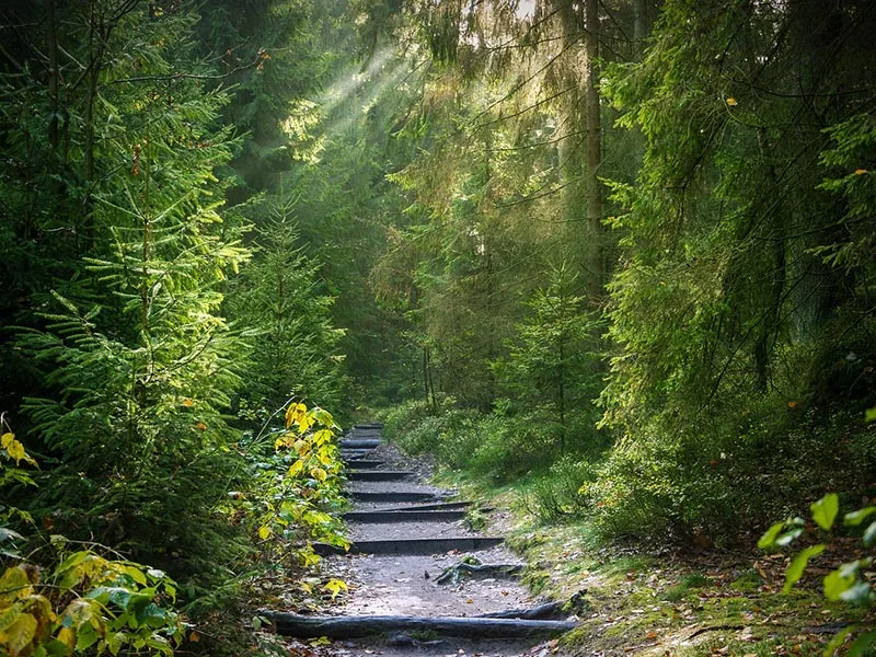 forest-g1a288cc1e_1280.jpg