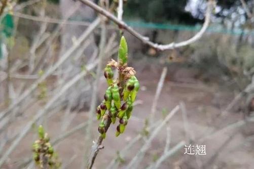 怎样区分迎春花和连翘,看图后再也不会傻傻分不清