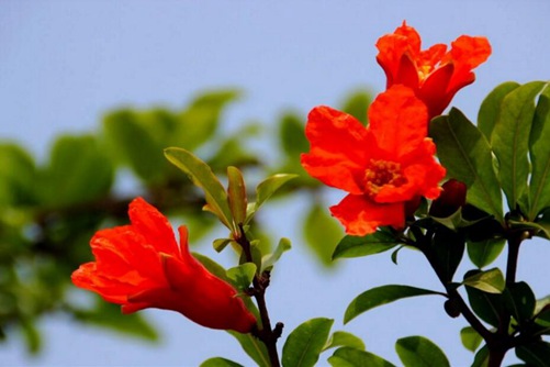 石榴花图片,石榴花高清图片大全