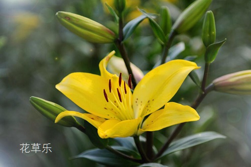 虐狗七夕节将至,七夕节送什么花给女朋友呢?