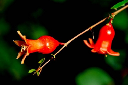 石榴花图片,石榴花高清图片大全