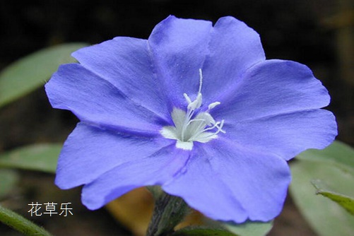蓝星花图片大全,蓝星花的高清图片大全
