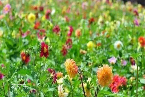 小丽花开花及其管理,把它种下,立马成为“别人家的阳台“!