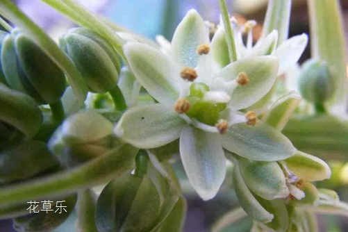 虎眼万年青怎么吃 ?这样做,发挥它最大的功效!