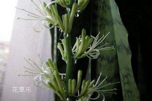 虎皮兰开花有什么预兆?虎皮兰怎样养才会开花
