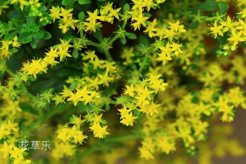 垂盆草如何安全越冬,垂盆草的养殖方法介绍