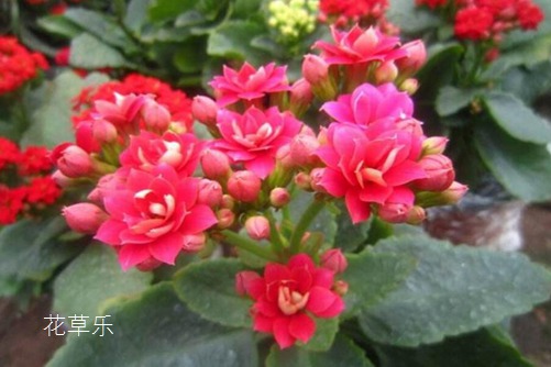 伽蓝菜的花语是什么? 大吉大利福寿吉庆