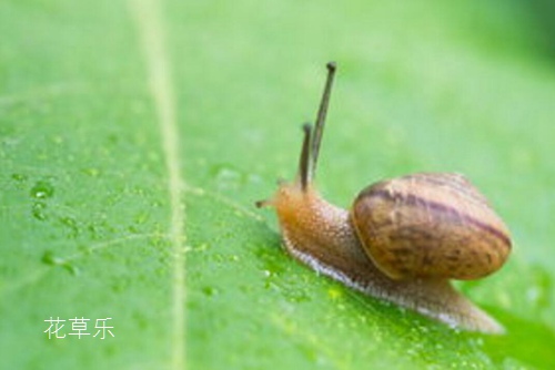 药用和食用价值超高的蜗牛 是益虫还是害虫?