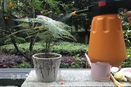 救救我的文竹, 一晚上的时间 叶子就被白色网罩住了