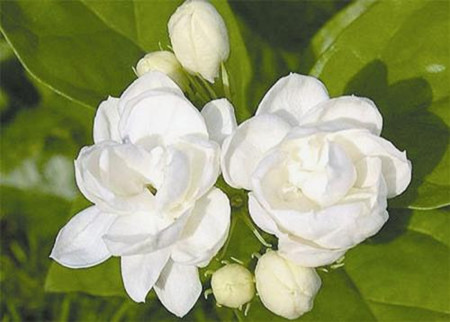 茉莉花 茉莉花的叶子发黄发黑了,该怎么处理