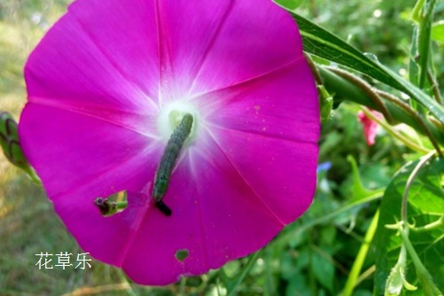红颜易老,美人迟暮:牵牛花的常见病虫害与防治方法