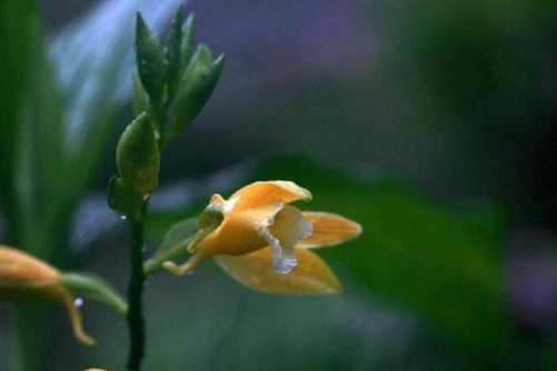 黄花鹤顶兰图片,高清黄花鹤顶兰图片大全