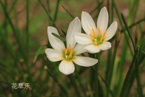 会预测下雨的韭莲花图片大全,韭莲高清图片大