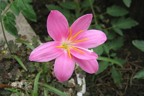 会预测下雨的韭莲花图片大全,韭莲高清图片大