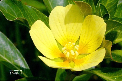 遇见最美本草,黄金莲(萍蓬草)的养殖方法和注意事项