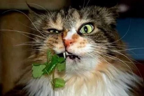 “猫薄荷”是什么?猫吃了“猫薄荷”为什么会发疯?