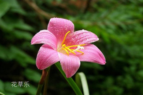 会预测下雨的韭莲花图片大全,韭莲高清图片大