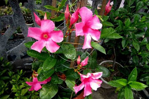飘香藤好养吗,这样养飘香藤才会四季开花,芳香四溢