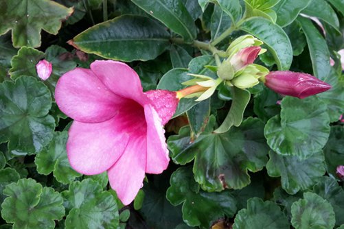 飘香藤好养吗,这样养飘香藤才会四季开花,芳香四溢