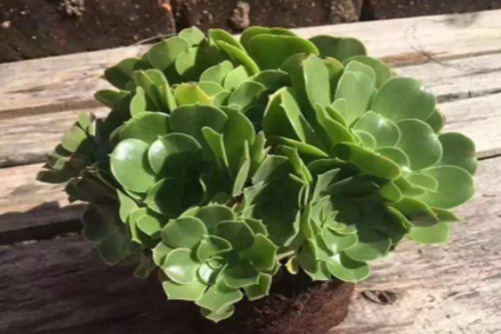 艳凝法师(绿羊绒锦)怎么养?举杯荷塘问花红,夏日风情绿羊绒锦