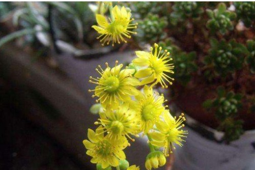 小人祭什么时候开花?我是一般不开花,开起花来也萌死人的多肉君!