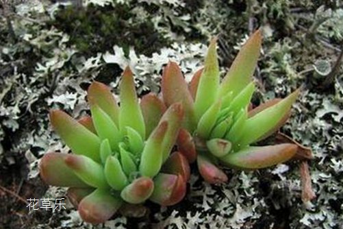 开在屋顶的花,瓦松怎么繁殖?