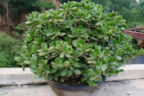 多肉燕子掌开花,你造吗?如何让燕子掌年年开花?