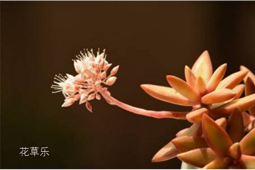 铭月几时有,花开在何时?多肉铭月会开花吗?