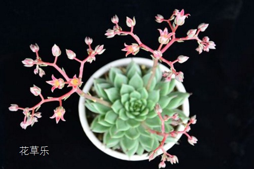 相逢就是缘,银星开花会死吗?