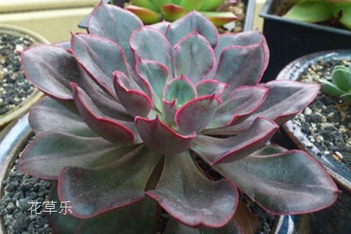 多肉怎么养?多肉紫焰的特征及养护