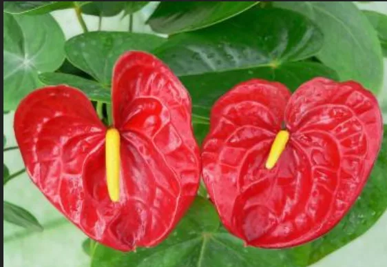 花语大全:花烛(红掌)的花语是什么