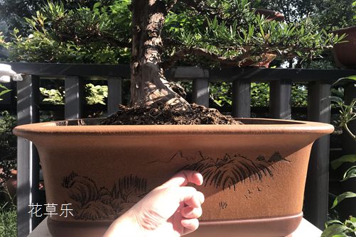 杜鹃花怎样浇水,花开得才艳丽而且花期又长