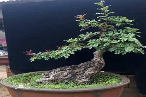 清香木怎么养?才能香气四溢连蚊子都不敢飞进院子里