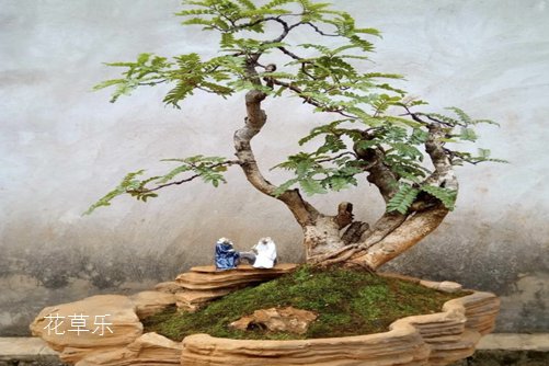 清香木怎么养?才能香气四溢连蚊子都不敢飞进院子里