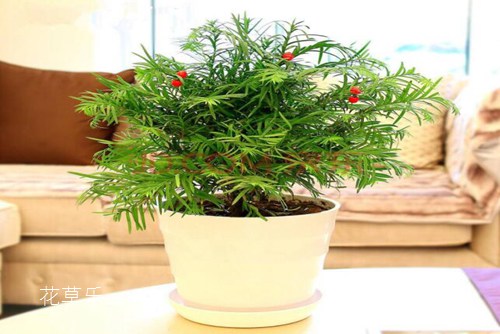 盆景四大贵族 崖柏,黄杨,小叶紫檀和红豆杉盆景介绍